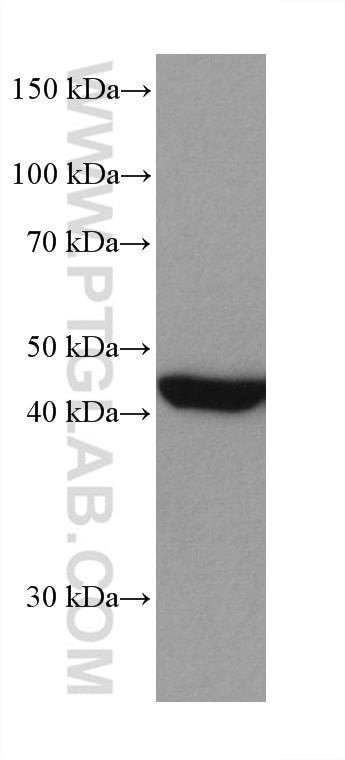 Western Blot (WB) analysis of A431 cells using MEK1 Monoclonal antibody (67872-1-Ig)