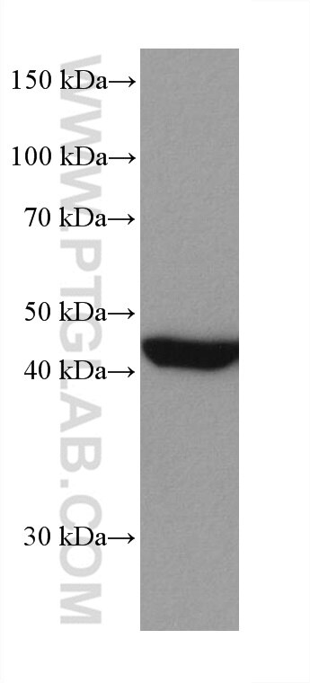 Western Blot (WB) analysis of A431 cells using MEK1 Monoclonal antibody (67872-1-Ig)