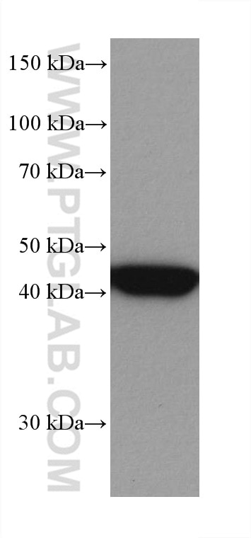 Western Blot (WB) analysis of HeLa cells using MEK1 Monoclonal antibody (67872-1-Ig)