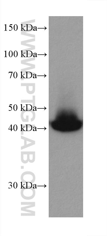 Western Blot (WB) analysis of NIH/3T3 cells using MEK1 Monoclonal antibody (67872-1-Ig)