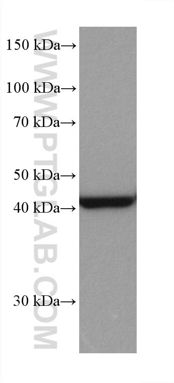 Western Blot (WB) analysis of HSC-T6 cells using MEK1 Monoclonal antibody (67872-1-Ig)