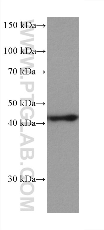 Western Blot (WB) analysis of PC-3 cells using MEK1 Monoclonal antibody (67872-1-Ig)