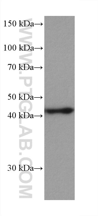 WB analysis of PC-3 using 67872-1-Ig