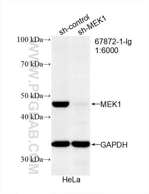 Western Blot (WB) analysis of HeLa cells using MEK1 Monoclonal antibody (67872-1-Ig)