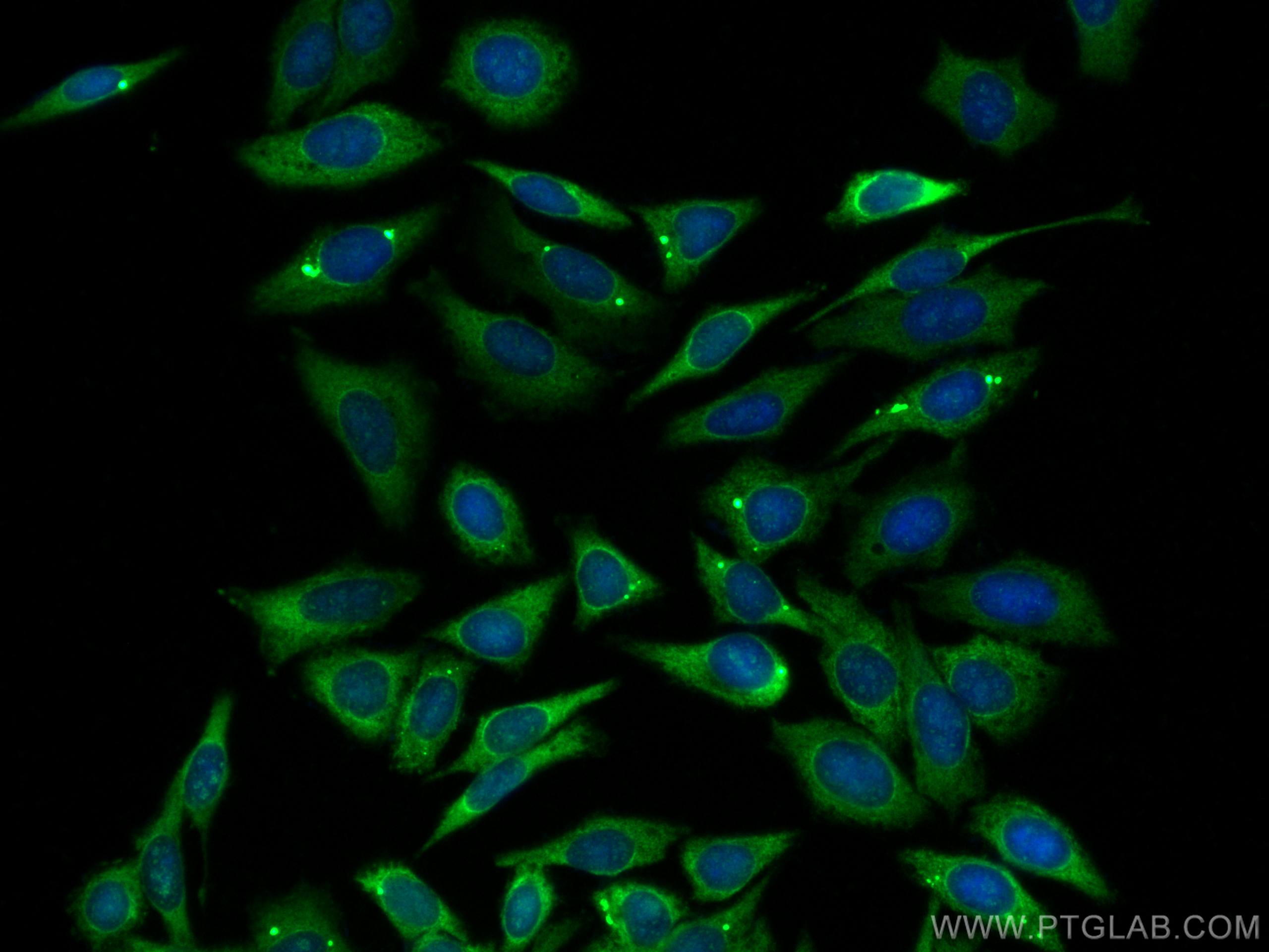Immunofluorescence (IF) / fluorescent staining of HepG2 cells using CoraLite® Plus 488-conjugated MEK6 Polyclonal anti (CL488-12745)
