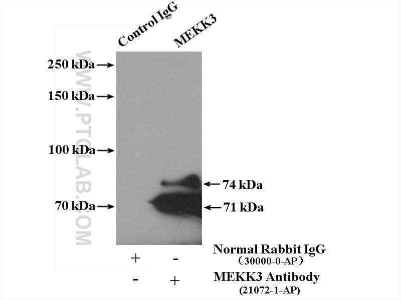 Immunoprecipitation (IP) experiment of mouse liver tissue using MEKK3 Polyclonal antibody (21072-1-AP)