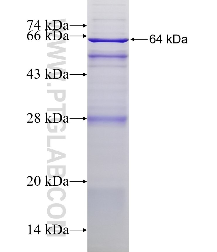 MELK fusion protein Ag1897 SDS-PAGE