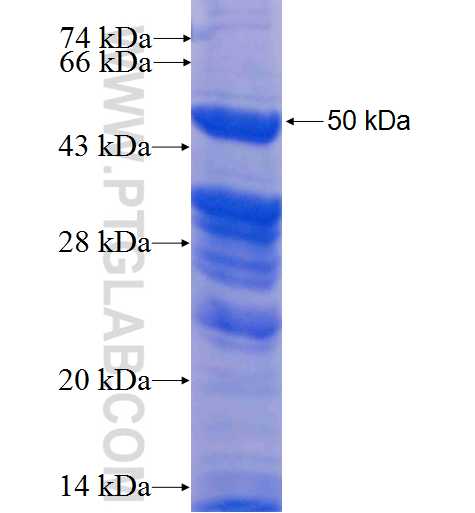 MELK fusion protein Ag4381 SDS-PAGE