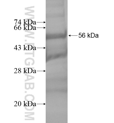 MEMBRALIN fusion protein Ag14235 SDS-PAGE