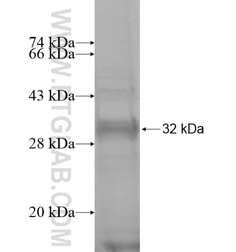 MEMBRALIN fusion protein Ag14847 SDS-PAGE
