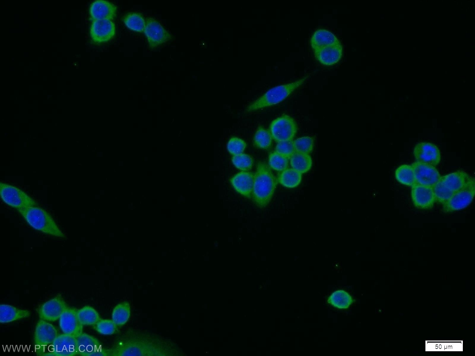 Immunofluorescence (IF) / fluorescent staining of BxPC-3 cells using MEMO1 Polyclonal antibody (14604-1-AP)