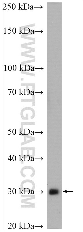 Western Blot (WB) analysis of HepG2 cells using MEMO1 Polyclonal antibody (14604-1-AP)