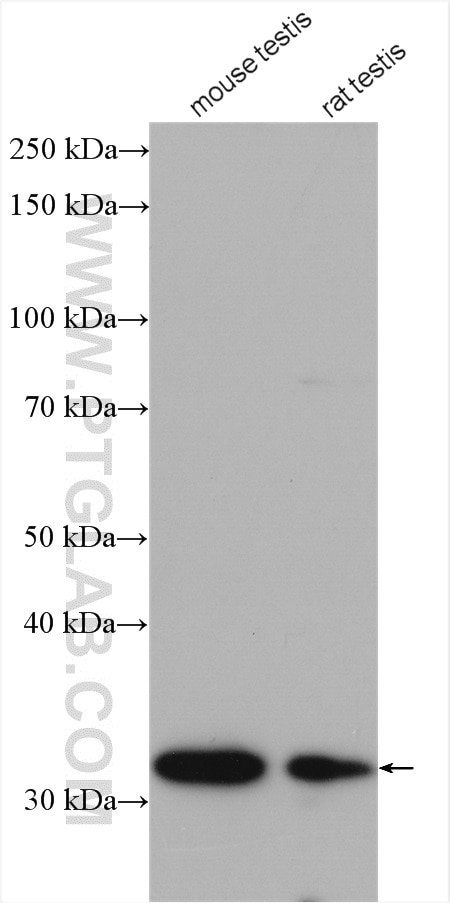 Western Blot (WB) analysis of various lysates using MEMO1 Polyclonal antibody (14604-1-AP)