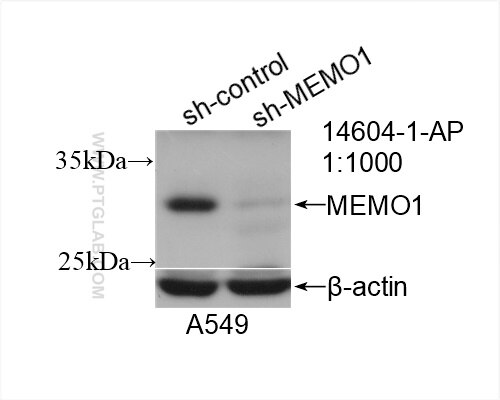 Western Blot (WB) analysis of A549 cells using MEMO1 Polyclonal antibody (14604-1-AP)