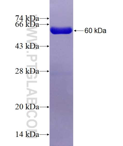 MEMO1 fusion protein Ag6151 SDS-PAGE