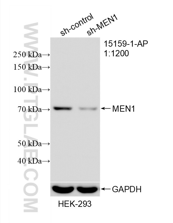 Western Blot (WB) analysis of HEK-293 cells using MEN1 Polyclonal antibody (15159-1-AP)