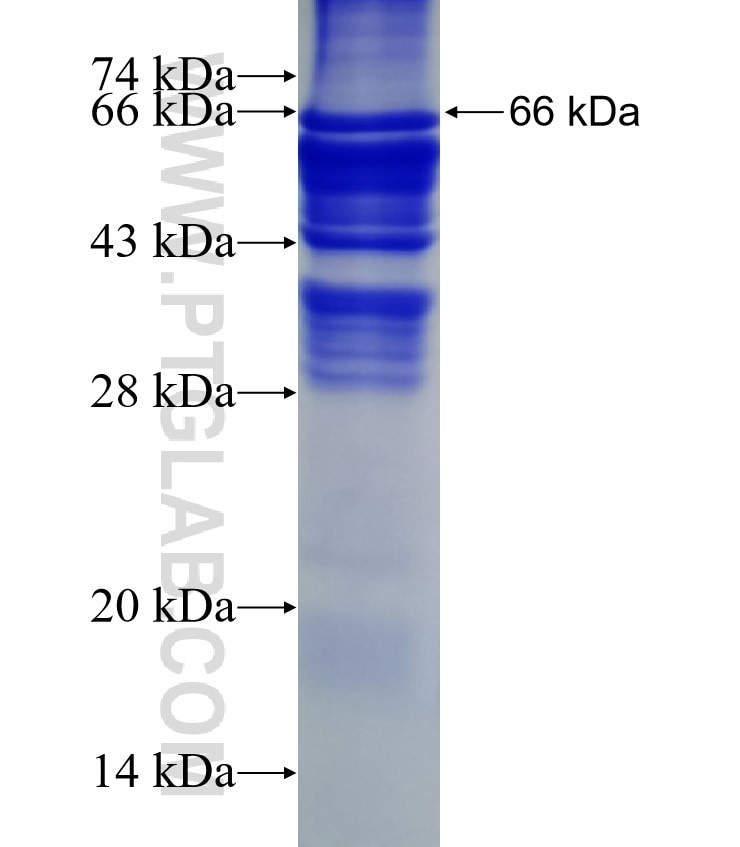 MEN1 fusion protein Ag7253 SDS-PAGE