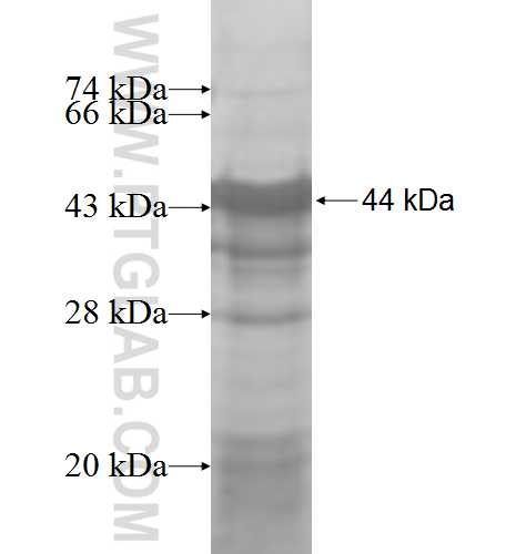 MEN1 fusion protein Ag7566 SDS-PAGE