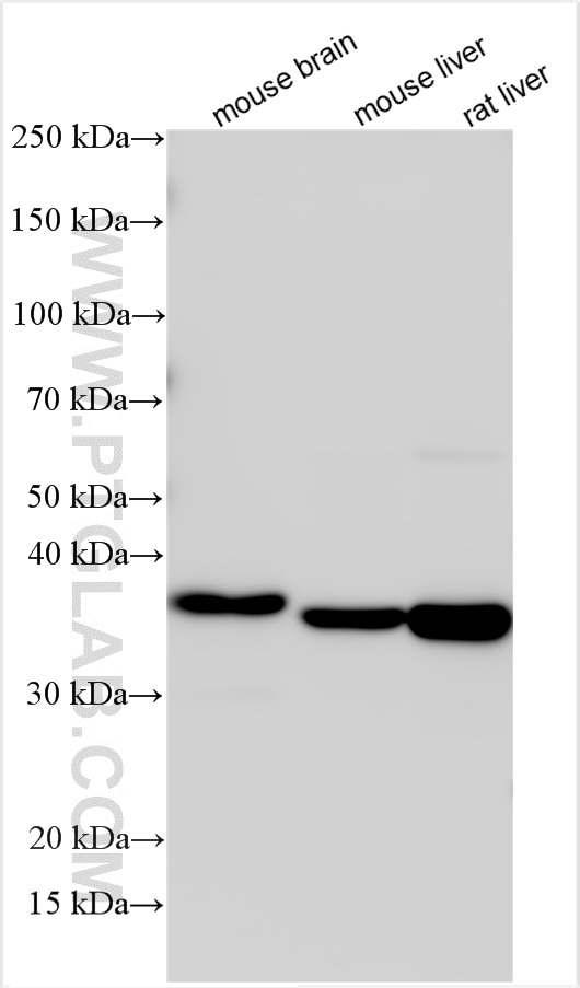 Western Blot (WB) analysis of various lysates using MEOX1 Polyclonal antibody (18190-1-AP)