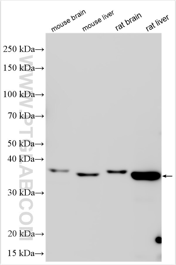 Western Blot (WB) analysis of various lysates using MEOX1 Polyclonal antibody (18190-1-AP)