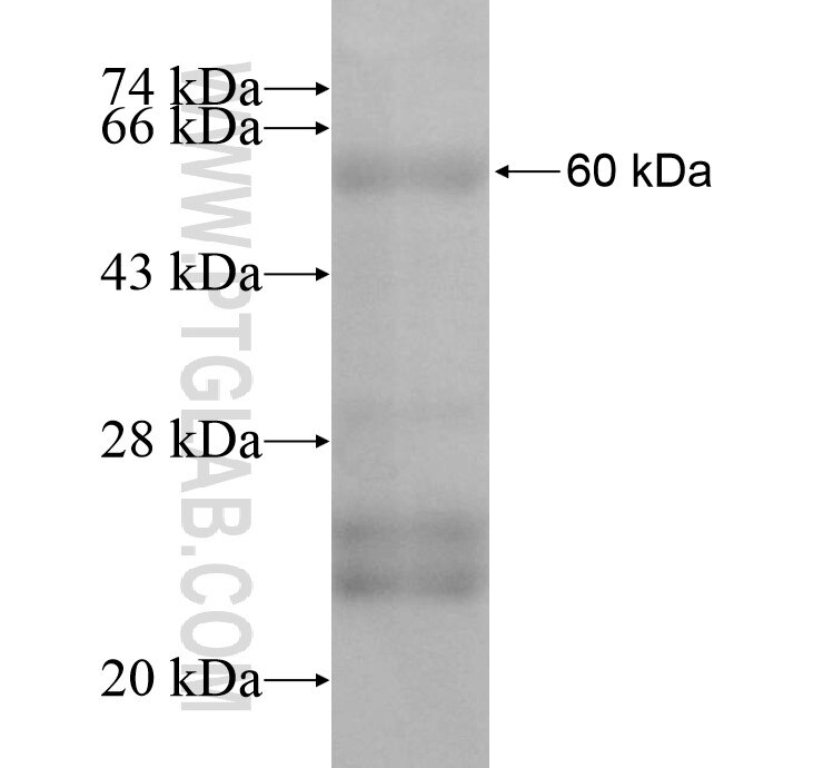 MEOX1 fusion protein Ag12910 SDS-PAGE