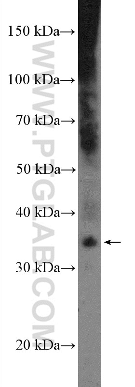 Western Blot (WB) analysis of human placenta tissue using MEOX2 Polyclonal antibody (12449-1-AP)