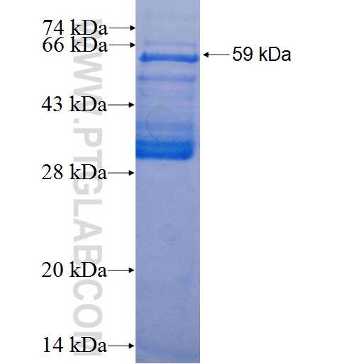 MEOX2 fusion protein Ag3086 SDS-PAGE