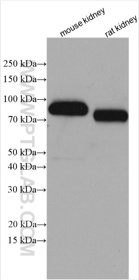 Western Blot (WB) analysis of various lysates using MEP1A Polyclonal antibody (24640-1-AP)