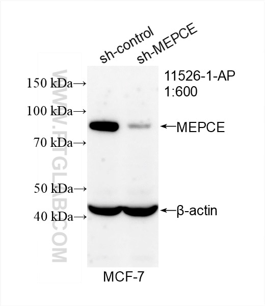 Western Blot (WB) analysis of MCF-7 cells using MEPCE Polyclonal antibody (11526-1-AP)