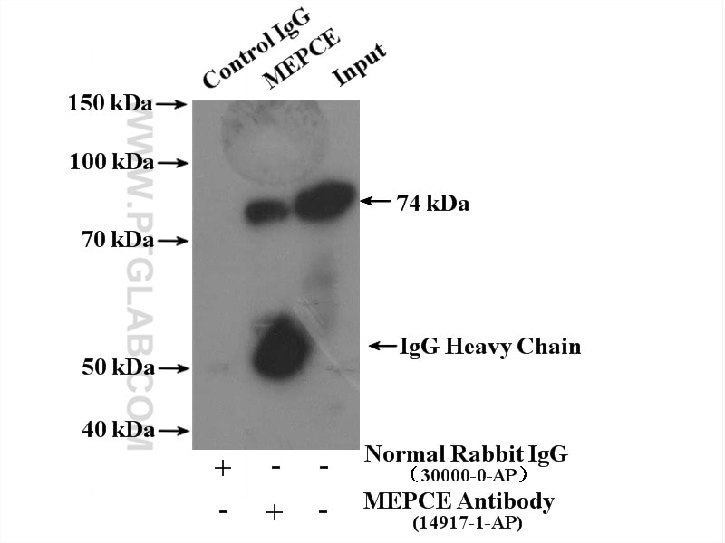 Immunoprecipitation (IP) experiment of MCF-7 cells using MEPCE Polyclonal antibody (14917-1-AP)