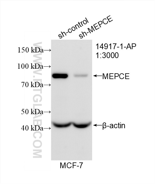 Western Blot (WB) analysis of MCF-7 cells using MEPCE Polyclonal antibody (14917-1-AP)