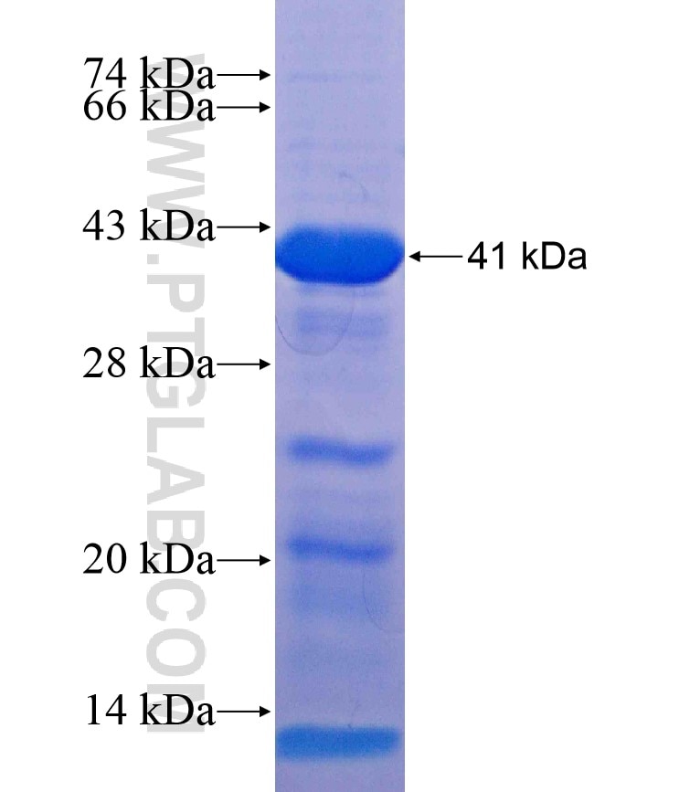 MEPCE fusion protein Ag17956 SDS-PAGE