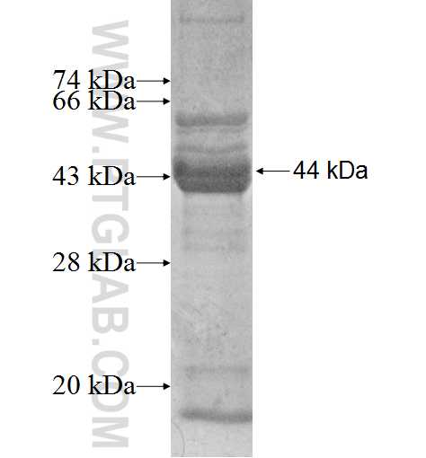 MEPCE fusion protein Ag6729 SDS-PAGE