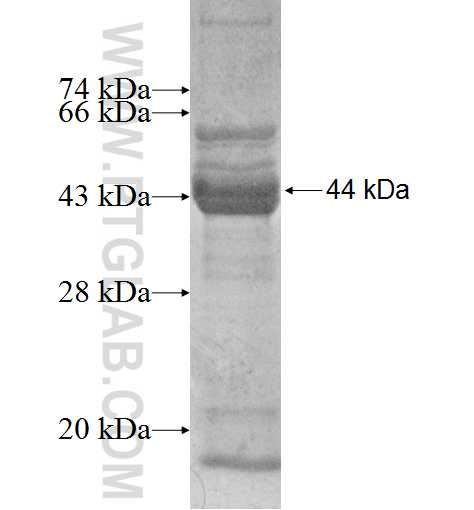MEPCE fusion protein Ag6729 SDS-PAGE MEPCE fusion protein Ag6729 SDS-PAGE