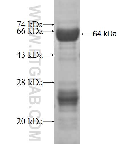 MEPCE fusion protein Ag6733 SDS-PAGE