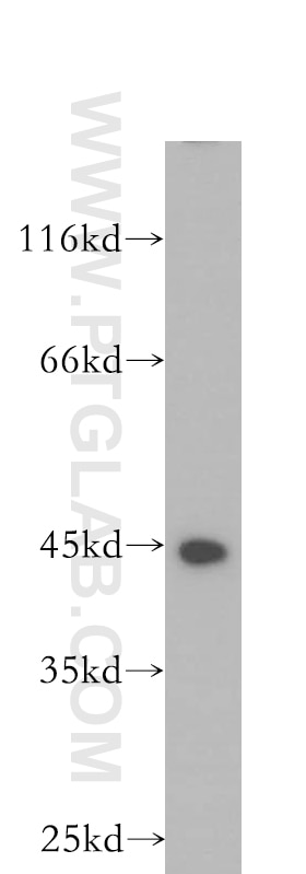 Western Blot (WB) analysis of A2780 cells using MEPE Polyclonal antibody (18804-1-AP)