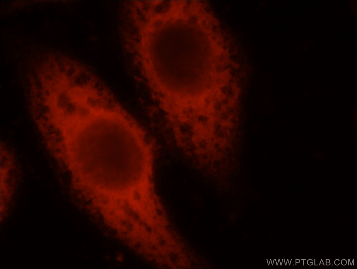Immunofluorescence (IF) / fluorescent staining of HepG2 cells using MEPE Polyclonal antibody (23256-1-AP)