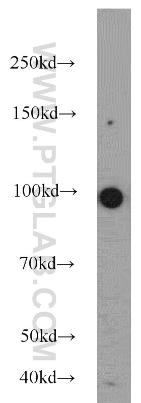 Western Blot (WB) analysis of MCF-7 cells using MEPE Polyclonal antibody (23256-1-AP)