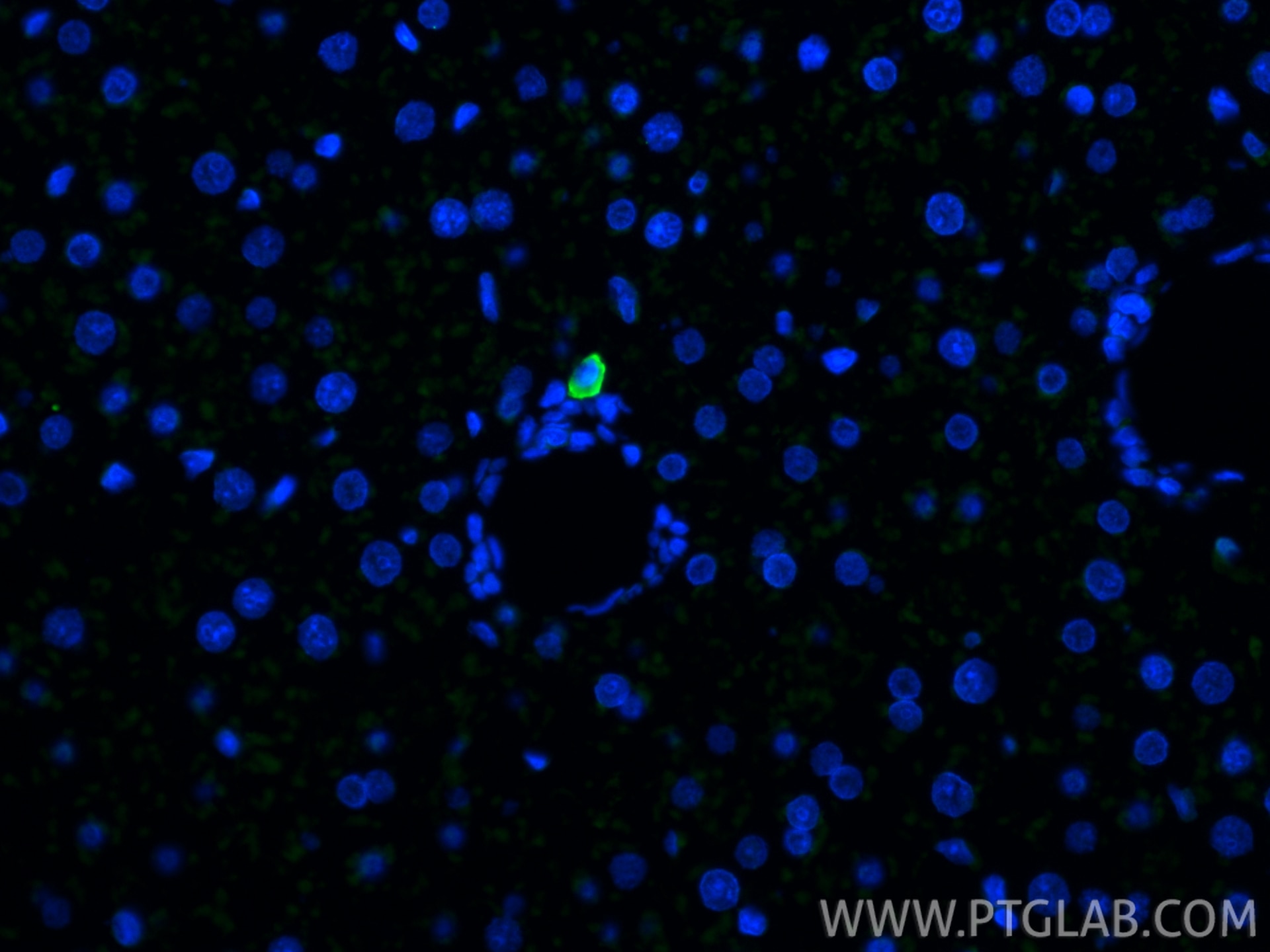 Immunofluorescent analysis of (4% PFA) fixed paraffin-embedded rat liver tissue using MERTK antibody (27900-1-AP) at dilution of 1:400 and CoraLite®488-Conjugated Goat Anti-Rabbit IgG(H+L) (SA00013-2). Heat mediated antigen retrieval with Tris-EDTA buffer (pH 9.0). Immunofluorescence (IF) / fluorescent staining of rat liver tissue using MERTK Polyclonal antibody (27900-1-AP)