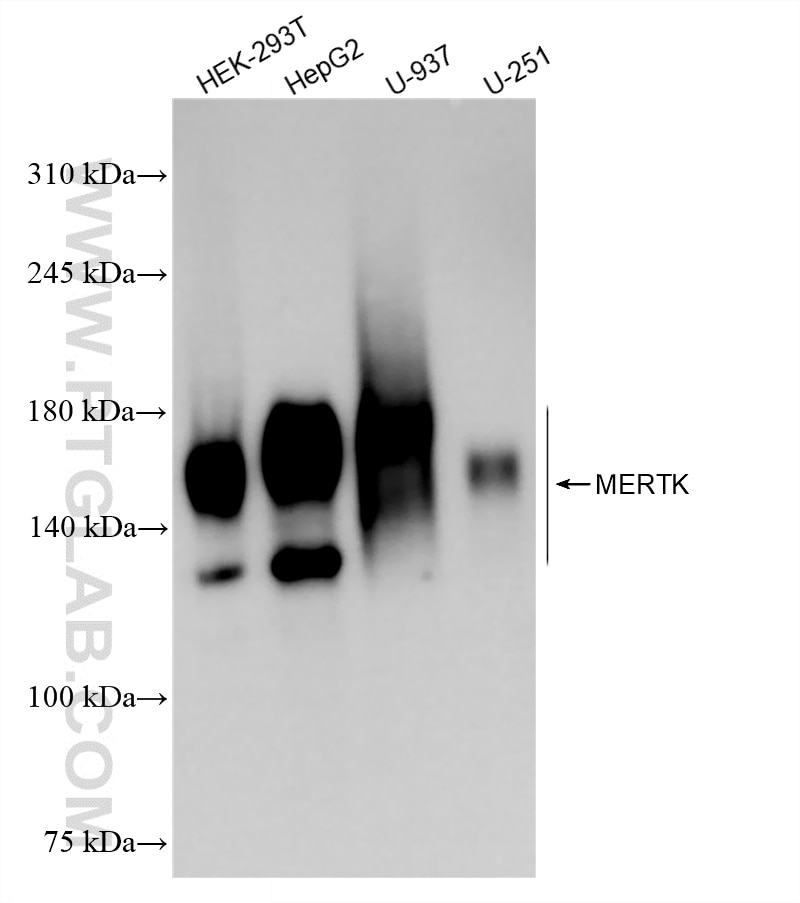 WB analysis using 84156-3-RR (same clone as 84156-3-PBS) Western Blot (WB) analysis of various lysates using MERTK Recombinant monoclonal antibody (84156-3-RR)
