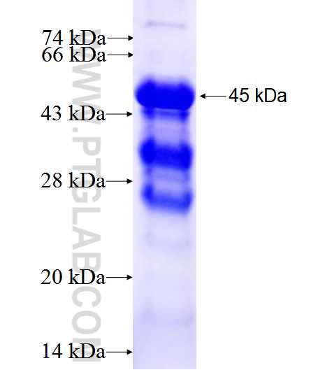 MERTK fusion protein Ag27540 SDS-PAGE