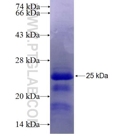 MERTK fusion protein Ag27593 SDS-PAGE