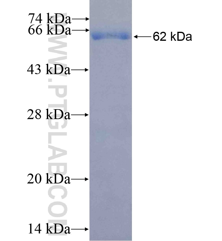 MERTK fusion protein Ag16585 SDS-PAGE