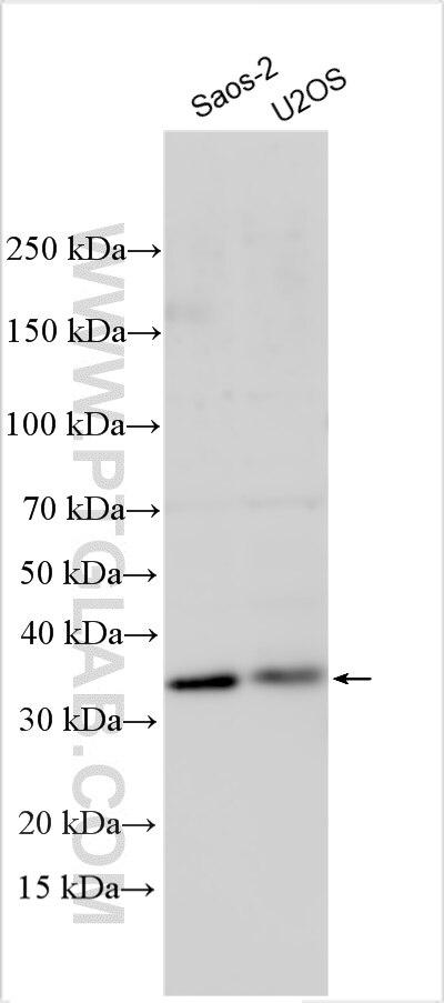 Western Blot (WB) analysis of various lysates using TLNRD1 Polyclonal antibody (19421-1-AP)