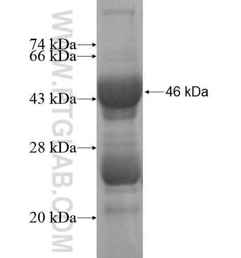 MESDC1 fusion protein Ag13748 SDS-PAGE