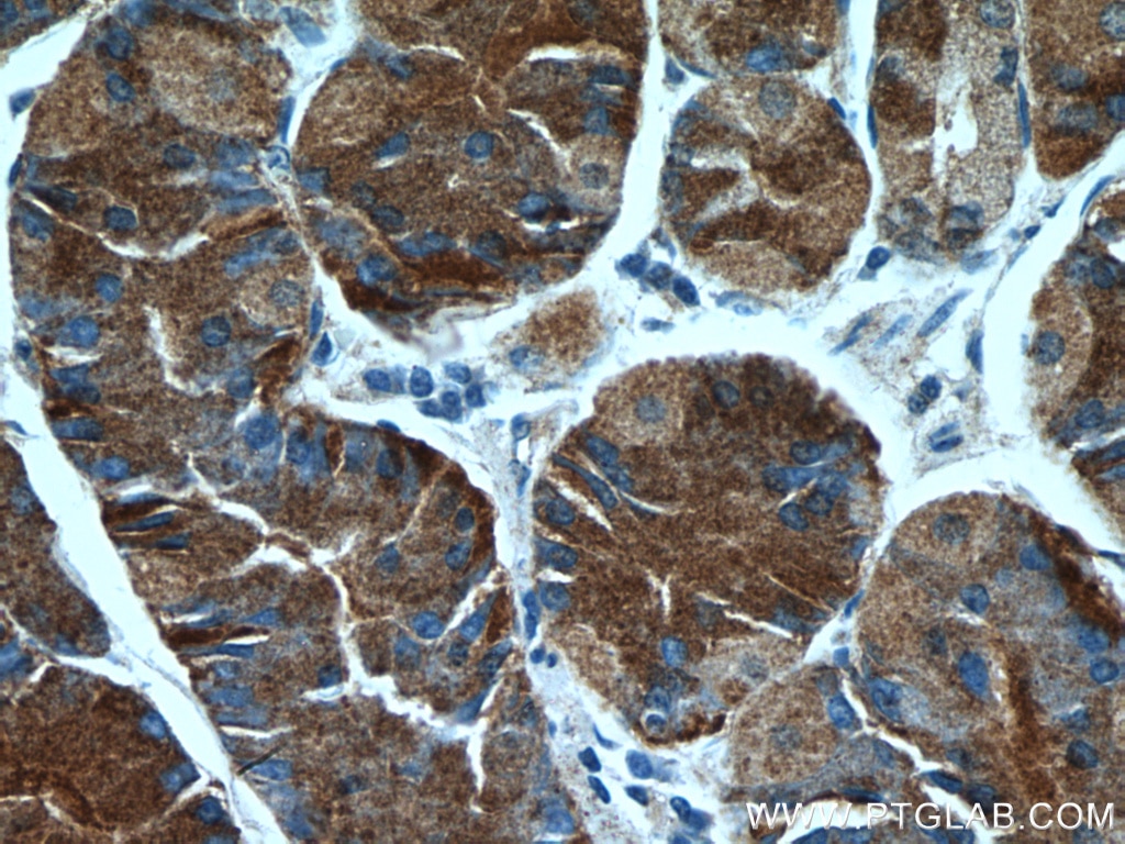 Immunohistochemistry (IHC) staining of human stomach tissue using MESDC2 Polyclonal antibody (10958-1-AP)