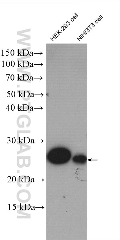 Western Blot (WB) analysis of various lysates using MESDC2 Polyclonal antibody (10958-1-AP)