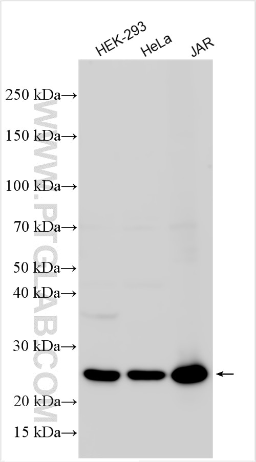 Western Blot (WB) analysis of various lysates using MESDC2 Polyclonal antibody (10958-1-AP)