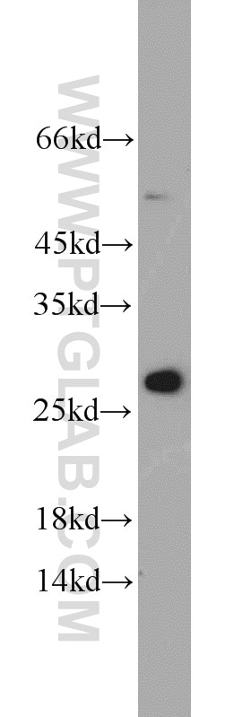 MESDC2 Polyclonal antibody