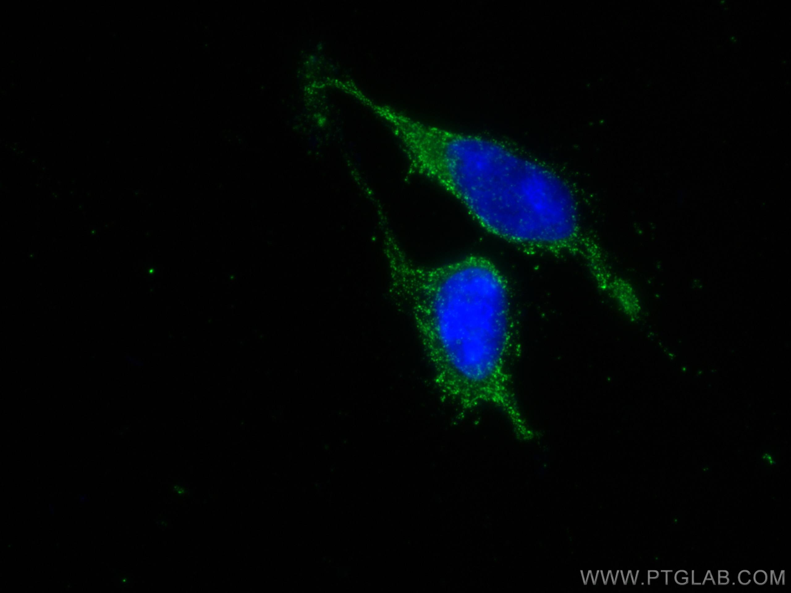 Immunofluorescence (IF) / fluorescent staining of HEK-293 cells using MESDC2 Monoclonal antibody (67441-1-Ig)